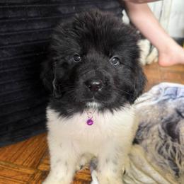 Dot - White and black female Newfoundland puppy in Claremont, New Hampshire,, New Hampshire from Kinson Ridge Giants