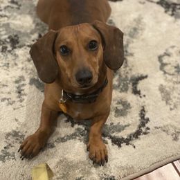 Dachshund Puppies from Ripon Dachshunds