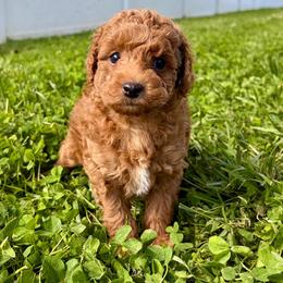 Oliver - Red  male Poodle puppy in Morehead, Kentucky from Paw Perfect Pets