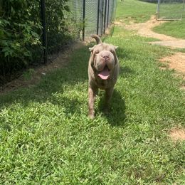 Shaggy - Chinese Shar-Pei