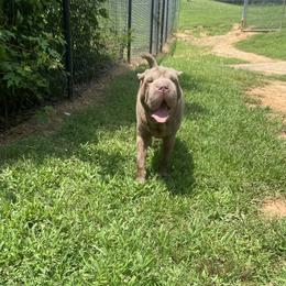 Shaggy - Chinese Shar-Pei