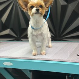 Peb - Yorkshire Terrier