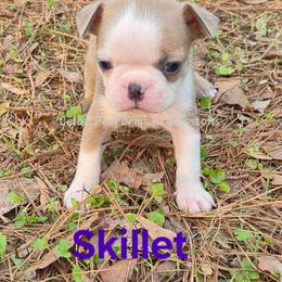Boy 1 - Blue male Boston Terrier puppy in Griffin, Georgia from Celtic Kennel Bostons