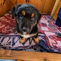 Wilson - Black & white male Australian Shepherd puppy in Running Springs, California from McElroy Homestead Austrailian Shepherds