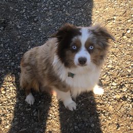 Okie - Toy Australian Shepherd