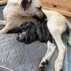 Orange - Fawn female Anatolian Shepherd Dog puppy in Liberty, North Carolina from Harris' Anatolian Livestock Guardian Dogs