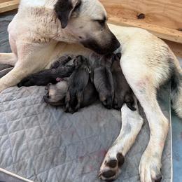 Orange - Fawn female Anatolian Shepherd Dog puppy in Liberty, North Carolina from Harris' Anatolian Livestock Guardian Dogs