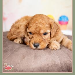 Pamela - Red female Cockapoo puppy in Connersville, Indiana from Deaz Doodle Ranch