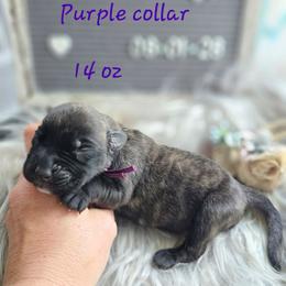 Girl 2 - Brindle female Mastiff puppy in Linton, Indiana from Riggins Mastiffs and Danes