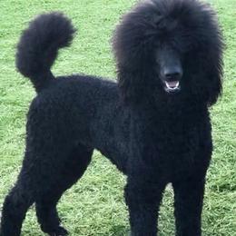 Noah - Black male Poodle puppy in Mondovi, Wisconsin from Araeah's Red Standard Poodles