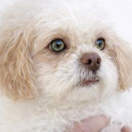 Drew - Cream and white male Shih Tzu puppy in Tallahassee, Florida from Bows and Bow Ties
