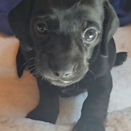 Girl 3 - Black female Dachshund puppy in Rutherfordton, North Carolina from Ziva's Friends