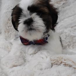 Moo Moo - Brindle and white male Shih Tzu puppy in Northridge, California from Our ShihTzu Family