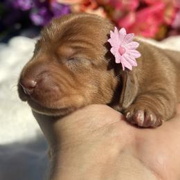 Shell  ( Shelly) - Red female Dachshund puppy in Lakeland, Florida from Elite Doxies Florida