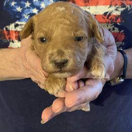 Rosie - Apricot female Goldendoodle puppy in Haddam, Kansas from Golden B Acres