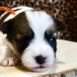 Thunder - White and tan male Russell Terrier puppy in Viper, Kentucky from Mountain Top