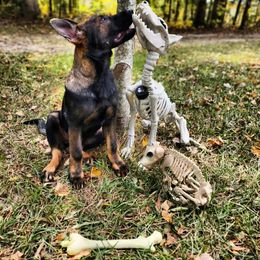 German Shepherd Puppies from Royalty German Shepherds