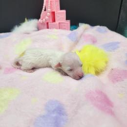 Girl 2 - White female Maltese puppy in Selma, North Carolina from Havenkennels