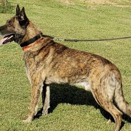 Dutch Shepherds from Dutch Den