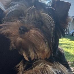 Zeppelin - Blue and gold male Yorkshire Terrier puppy in New Smyrna Beach, Florida from FronkLinn Kennel