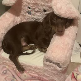 Captain - Dachshund