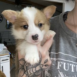 American Corgi Puppies from R and b corgis and farm