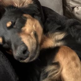 Monica - Dachshund