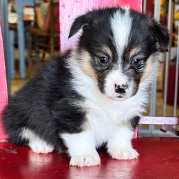 Ivy- AKC - Black and tan female Pembroke Welsh Corgi puppy in Casper, Wyoming from Flying Note Shorties