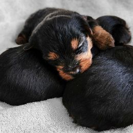 Yorkshire Terrier Puppies from Wayne's Yorkies