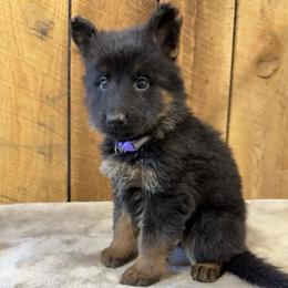 Purple AKA Karma - Black and silver female German Shepherd puppy in Terra Alta, West Virginia from Shepherd Country Farm and Kennels