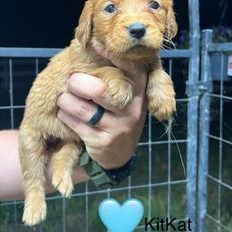 Kit Kat - light purple - Dark golden female Golden Retriever puppy in Pelham, Georgia from Sellers Kennels