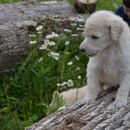 Poodle Puppies from D and D Standard Poodles