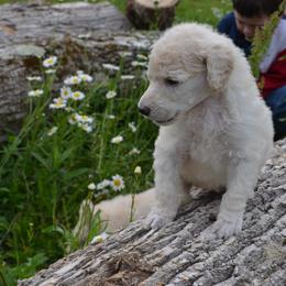 Poodle Puppies from D and D Standard Poodles