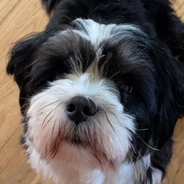 Rocky - Lhasa Apso
