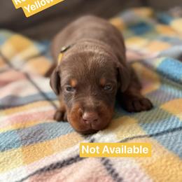 Yellow Collar - Red and rust male Doberman Pinscher puppy in Lake City, Florida from Paintedcrazy Doberman Pinchers