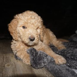 Goldendoodle Puppies from az goldendoodle pups