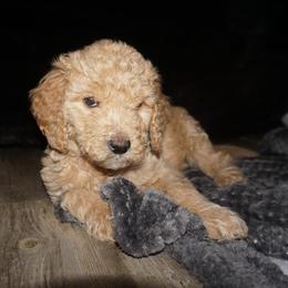 Goldendoodle Puppies from az goldendoodle pups