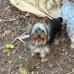 Dragon - Yorkshire Terrier