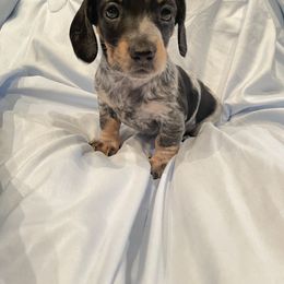 Dottie - Piebald female Dachshund puppy in Norman, Oklahoma from Country Chapel Dachshunds