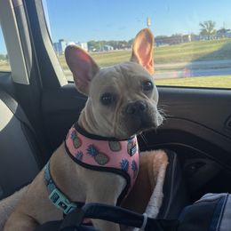 Sofie - French Bulldog