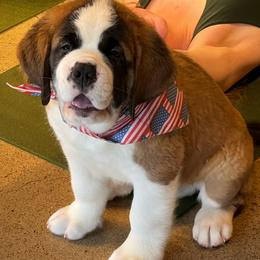 Moose - Mahogany and white male Saint Bernard puppy in Double Springs, Alabama from St Bernard Kingdom, LLC