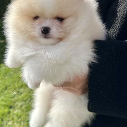 French Bulldogs and Pomeranians from Sugarbomb