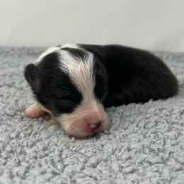 Luna (fluffy) - Brindle and white female American Corgi puppy in Waco, Texas from The Comma Corgis
