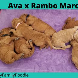 Poodle Puppies from Derby Family Poodle