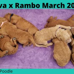 Poodle Puppies from Derby Family Poodle