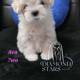 Ava - White female Maltese puppy in Brooklyn, New York from Diamond Stars Maltese