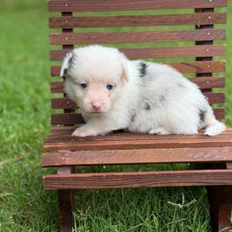 Mismark Merle- Full Tail - Blue merle and white male American Corgi puppy in Nashville, Arkansas from Whisenhunt Farms