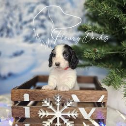 WC2-1 - Black and cream male Dachshund puppy in Martin City, Montana from FleuryDachs