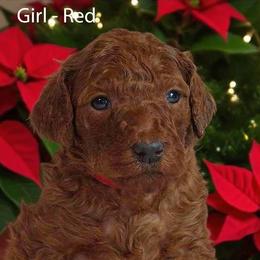 Girl 1 - Red  female Poodle puppy in Mc Henry, Illinois from Sunset Maple Poodles