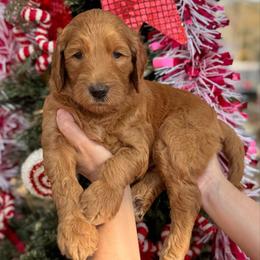 Gumdrop (Green Collar) - Red  male Goldendoodle puppy in Bay City, Texas from Charming Doods